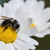 L'importanza delle api nel nostro ecosistema